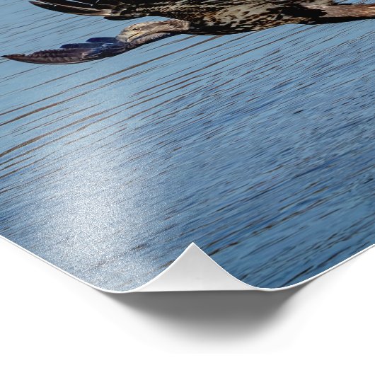 Impression Photo Aigle à tête blanche immature qui dépose un poisso (Coin)