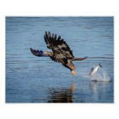 Impression Photo Aigle à tête blanche immature qui dépose un poisso (Devant)