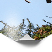 Impression Photo Aigle à tête blanche juvénile décolle (Coin)