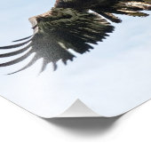 Impression Photo Aigle à tête blanche juvénile en vol (Coin)