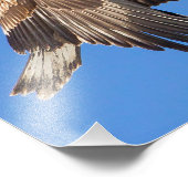 Impression Photo Aigle à tête blanche juvénile en vol (Coin)