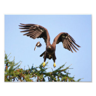 Impression Photo Aigle à tête blanche pourchassé par un oiseau moqu