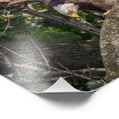 Impression Photo Aigle à tête plate (Coin)