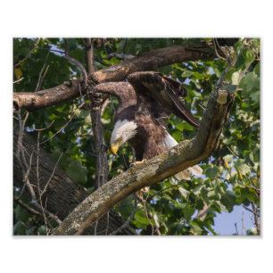 Impression Photo Aigle à tête plate