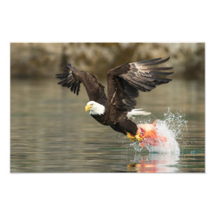 Impression Photo Aigle à tête plate
