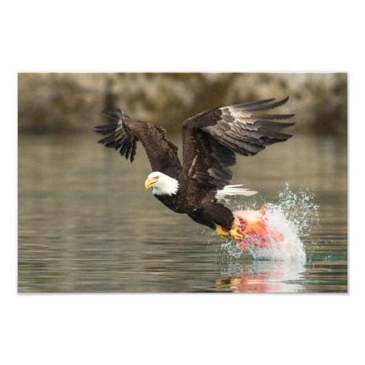 Impression Photo Aigle à tête plate (Devant)