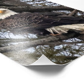 Impression Photo Aigle Bald Me Regardant (Coin)