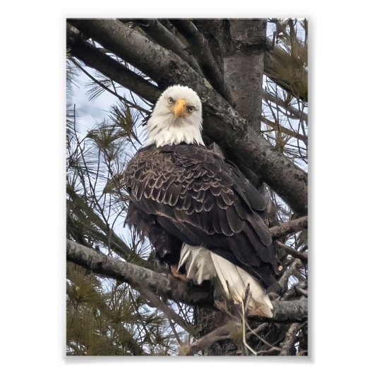 Impression Photo Aigle Bald Me Regardant (Devant)