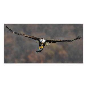 Impression Photo Aigle Balle Avec Poisson