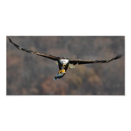 Impression Photo Aigle Balle Avec Poisson (Devant)
