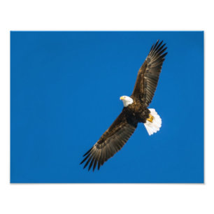 Impression Photo Aigle Balle Dans Ciel Bleu Clair