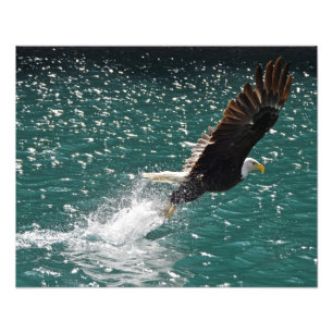 Impression Photo Aigle chauve attraper un poisson