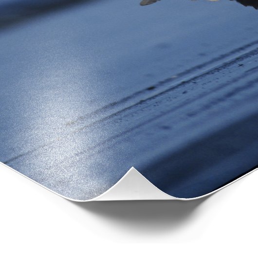 Impression Photo Aigle de Bald (Coin)