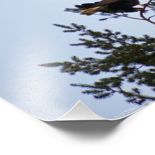 Impression Photo Aigle de Bald (Coin)