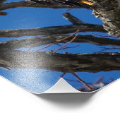 Impression Photo Aigle de Bald (Coin)