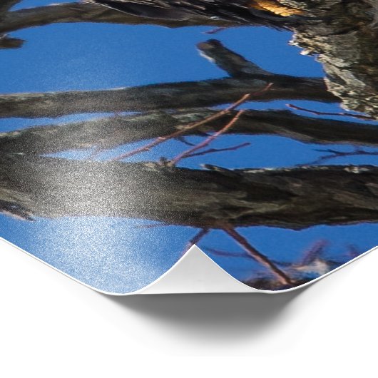 Impression Photo Aigle de Bald (Coin)