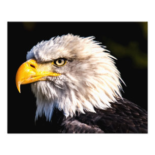 Impression Photo Aigle de Bald