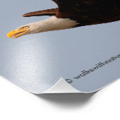 Impression Photo Aigle de Bald en vol (Coin)