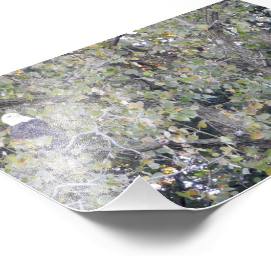 Impression Photo Aigle double (Coin)