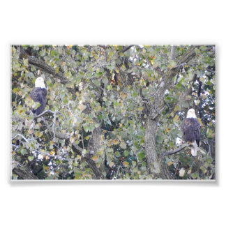Impression Photo Aigle double