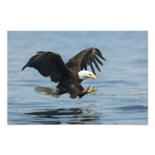 Impression Photo Aigle en approche