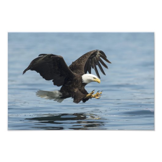 Impression Photo Aigle en approche (Devant)