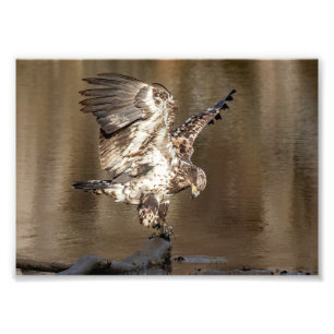 Impression Photo Aigle immature trouve une perche
