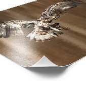 Impression Photo Aigle immature vole avec pieds boueux (Coin)