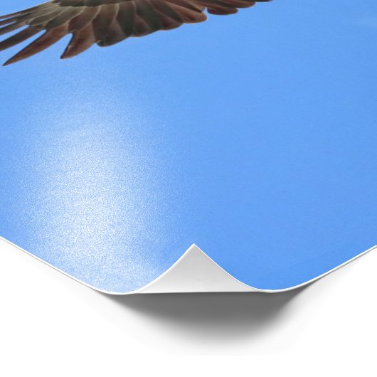 Impression Photo Aigle volant (Coin)