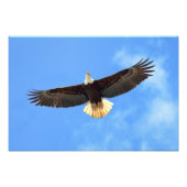 Impression Photo Aigle volant (Devant)