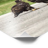 Impression Photo Aigles à tête blanche (Coin)