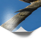 Impression Photo Aigles chauds (Coin)