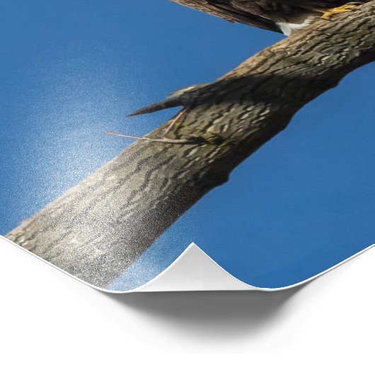 Impression Photo Aigles chauds (Coin)