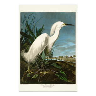 Impression Photo Aigrette neigeuse Grande Aigrette Audubon Oiseaux