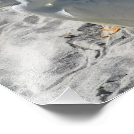 Impression Photo Aigrettes sur la plage (Coin)