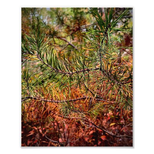 Impression Photo Aiguilles de pin d'automne (Devant)