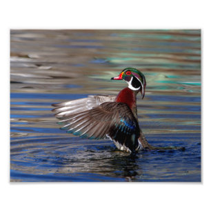 Impression Photo aile 10x8 agitant le canard en bois