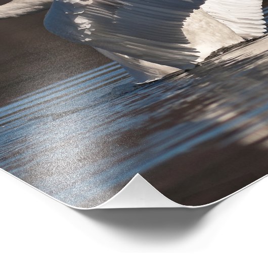 Impression Photo Aimer les cygnes (Coin)