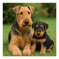 Airedale Terrier Avec Chiot