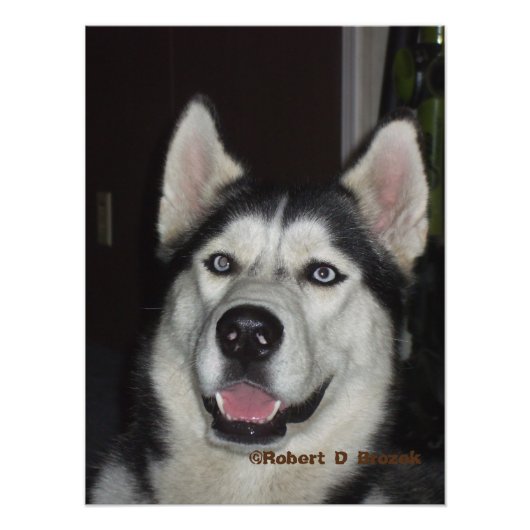 Impression Photo Alaskan Husky closeuse Photo/Poster (Devant)