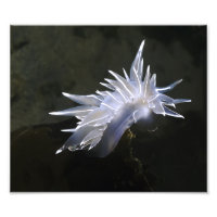 Albâtre Nudibranche