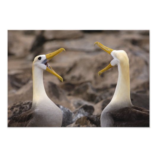 Impression Photo Albatros agités (Phoebastria irrorata) paire (Devant)