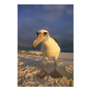 Impression Photo Albatros de Laysan, Diomedea immutabilis),
