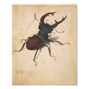 Impression Photo Albrecht Durer Stag Beetle Renaissance Art Vintage