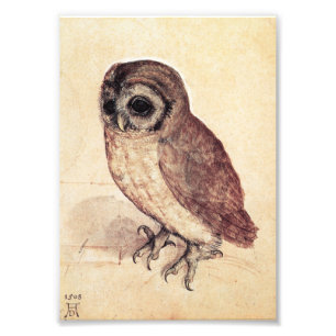 Impression Photo Albrecht Durer The Little Owl Print