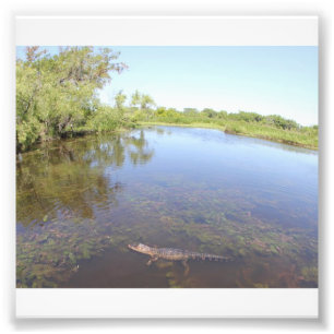 Impression Photo Allée d'alligator