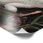 Impression Photo Alligator albino (Coin)