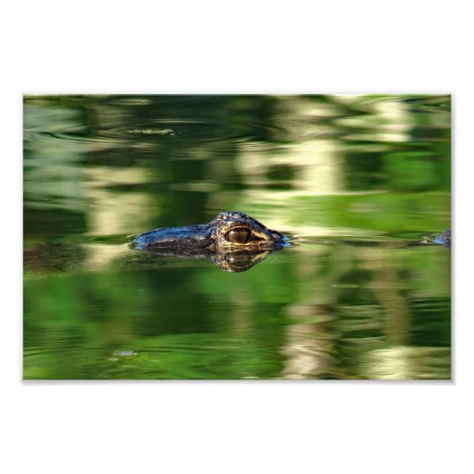 Impression Photo Alligator sous l'eau (Devant)