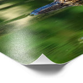 Impression Photo Alligator sous l'eau (Coin)