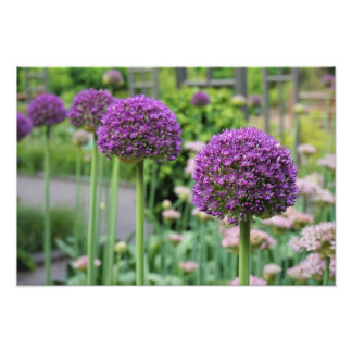 Impression Photo Allium de 19 po x 13 po